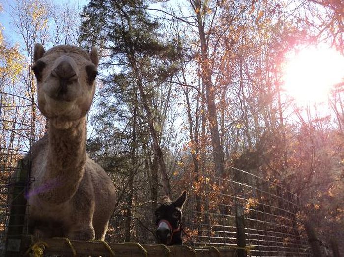 Harmony Park Safari, Huntsville, Alabama, United States