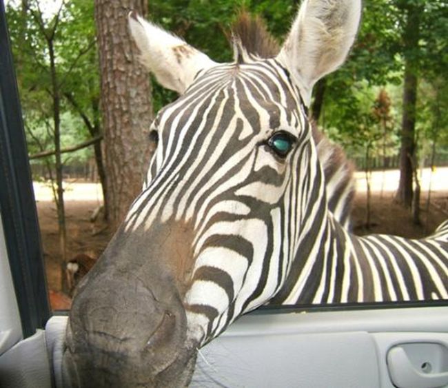 Harmony Park Safari, Huntsville, Alabama, United States