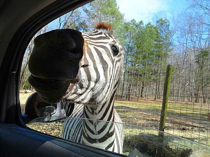 Harmony Park Safari, Huntsville, Alabama, United States