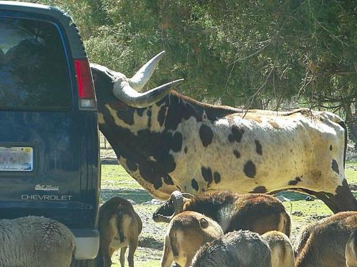 Harmony Park Safari, Huntsville, Alabama, United States