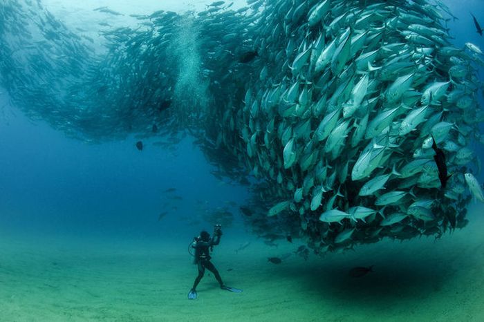 Bigeye trevallies schooling, Cabo Pulmo National Park, Cabo San Lucas, Baja Peninsula, Mexico