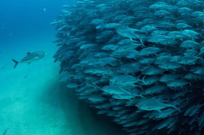 Bigeye trevallies schooling, Cabo Pulmo National Park, Cabo San Lucas, Baja Peninsula, Mexico