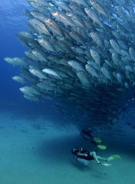 Bigeye trevallies schooling, Cabo Pulmo National Park, Cabo San Lucas, Baja Peninsula, Mexico