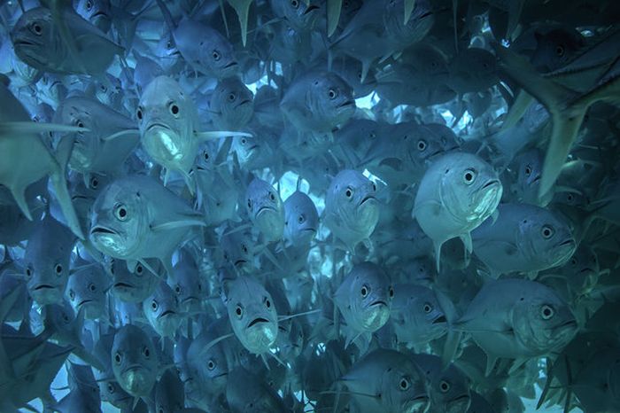 Bigeye trevallies schooling, Cabo Pulmo National Park, Cabo San Lucas, Baja Peninsula, Mexico