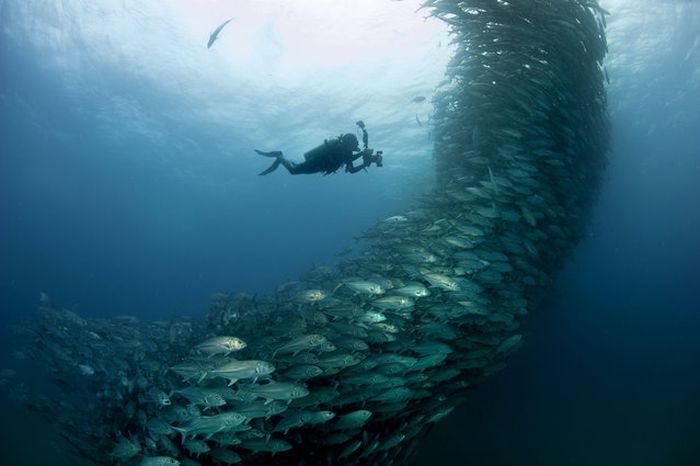 Bigeye trevallies schooling, Cabo Pulmo National Park, Cabo San Lucas, Baja Peninsula, Mexico