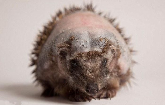 hedgehog recovery with aloe vera therapy