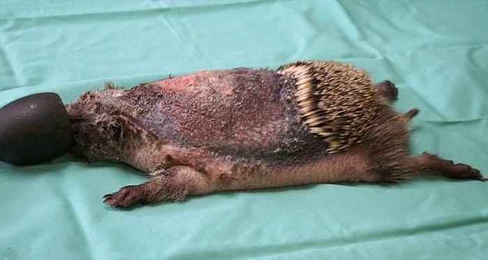 hedgehog recovery with aloe vera therapy