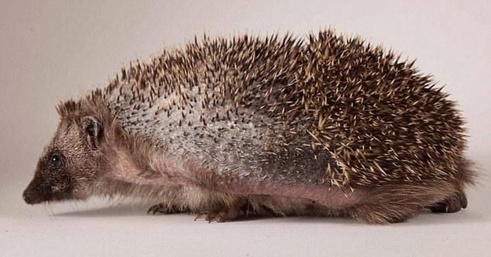 hedgehog recovery with aloe vera therapy