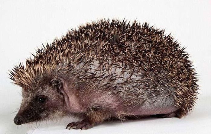 hedgehog recovery with aloe vera therapy