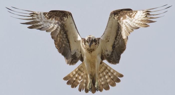 osprey hunting for a fish