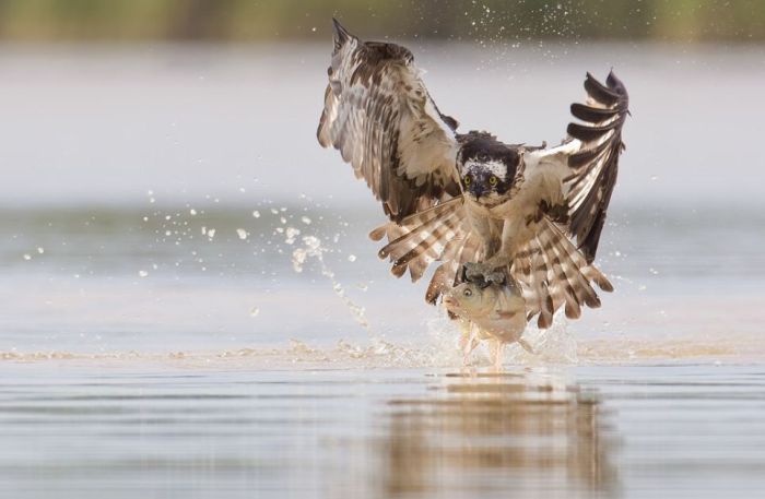 osprey hunting for a fish