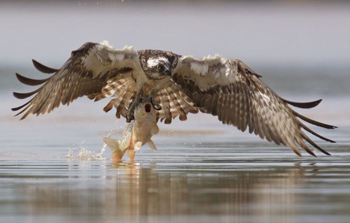 osprey hunting for a fish