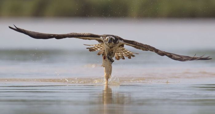 osprey hunting for a fish