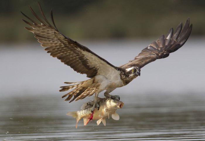 osprey hunting for a fish