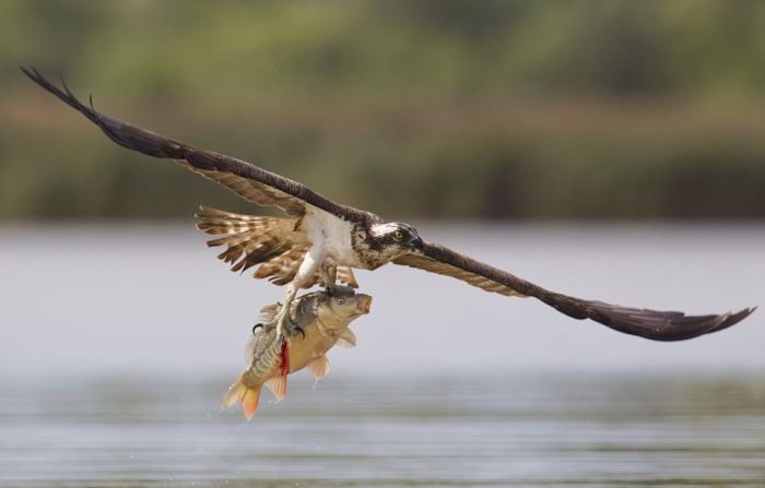 osprey hunting for a fish