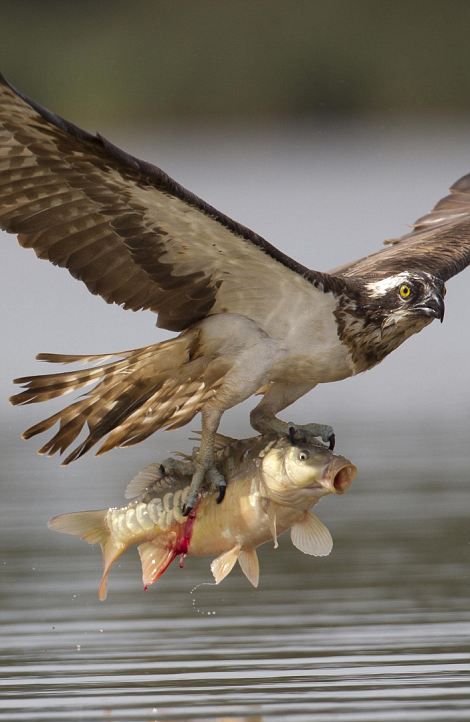 osprey hunting for a fish