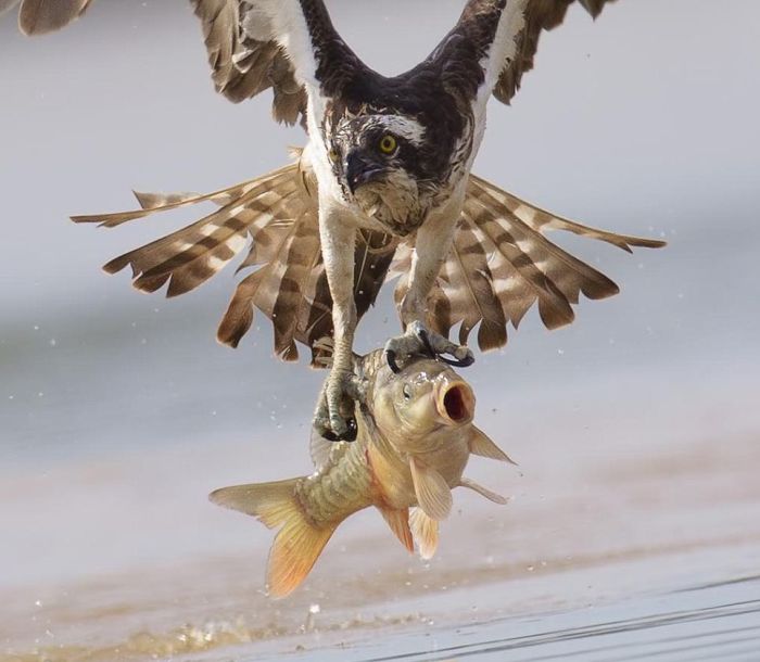 osprey hunting for a fish