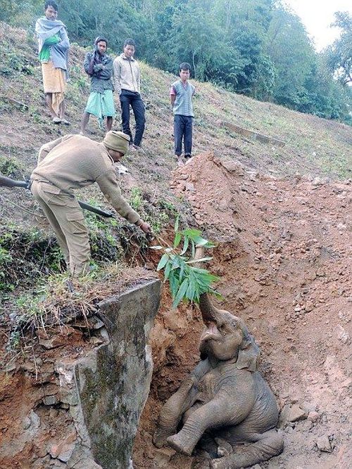 rescuing a baby elephant