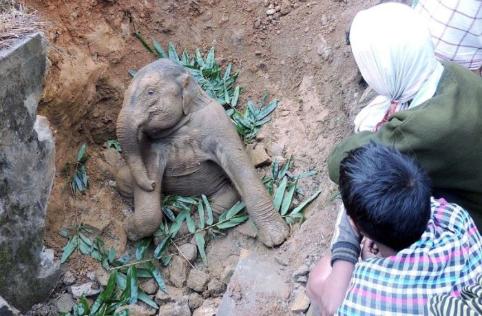 rescuing a baby elephant