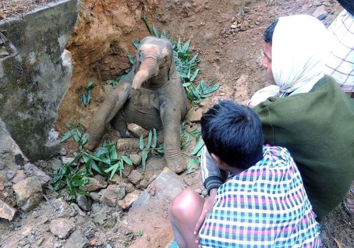 rescuing a baby elephant