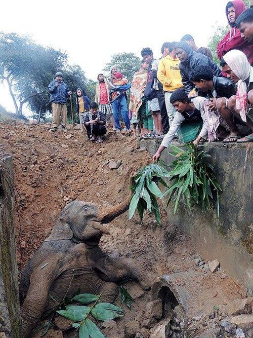 rescuing a baby elephant