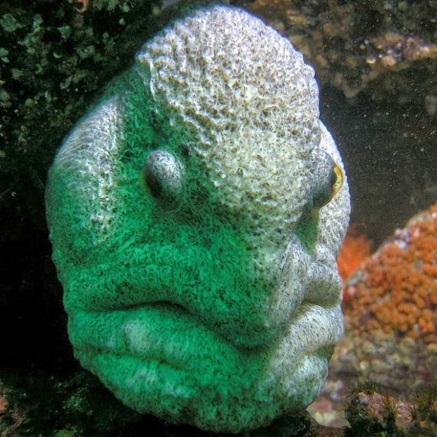 wolf eel