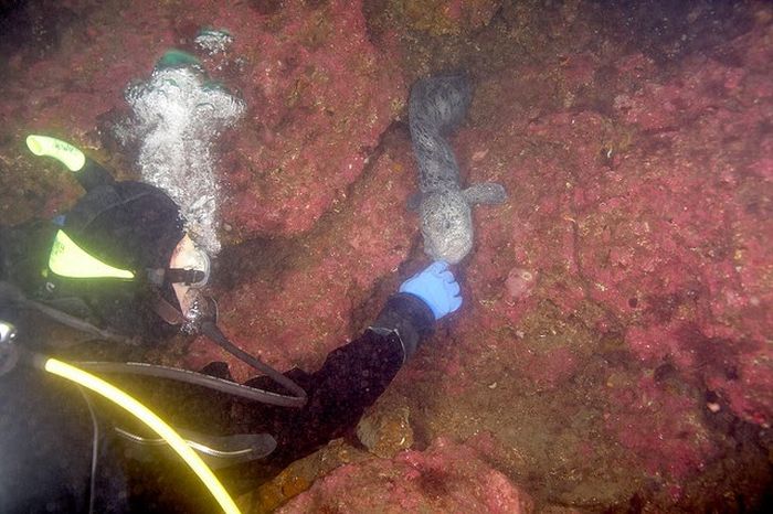 wolf eel