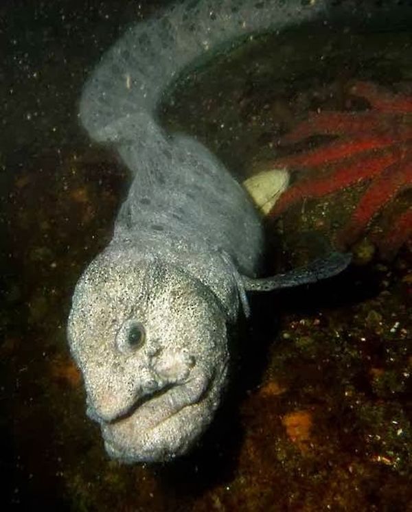 wolf eel