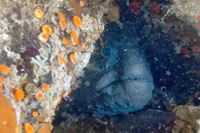 wolf eel