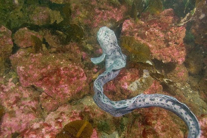 wolf eel