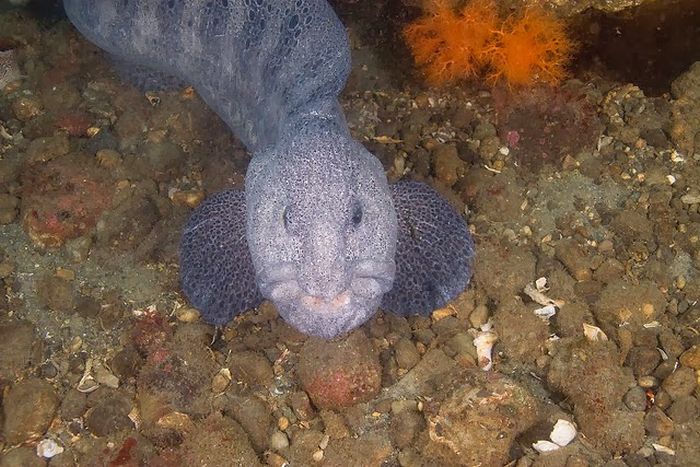 wolf eel