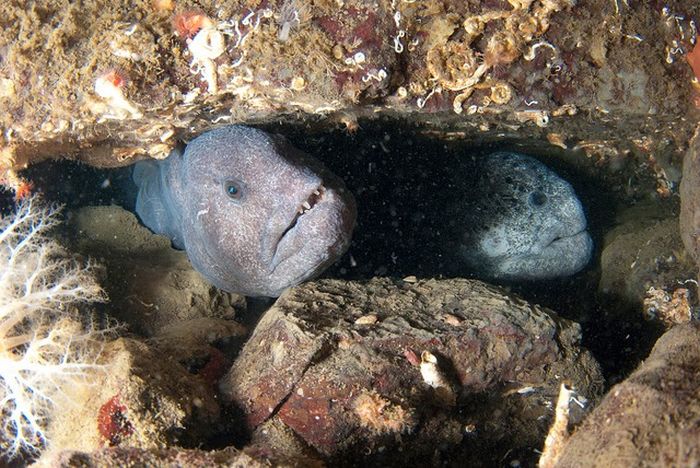 wolf eel