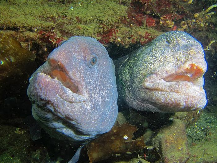 wolf eel