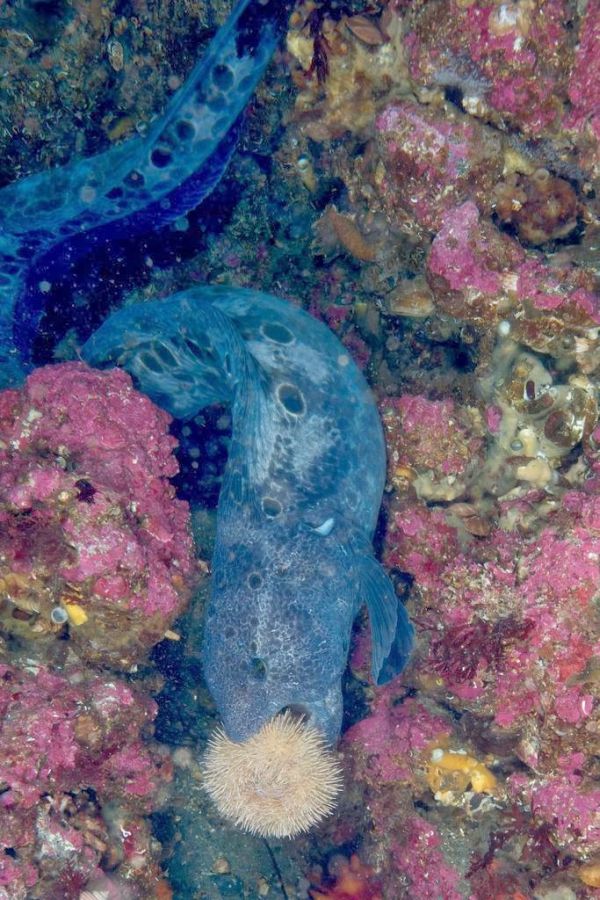 wolf eel