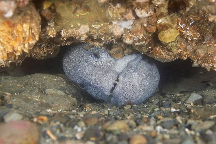 wolf eel