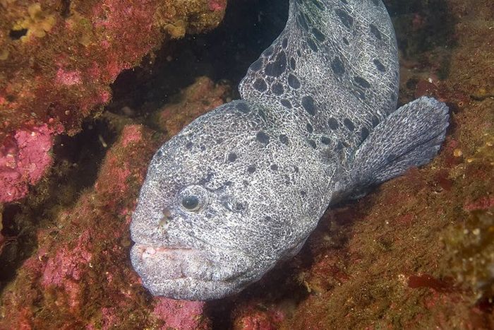 wolf eel