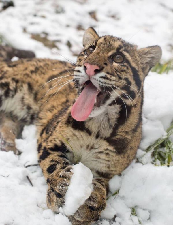 leopard playing with snow