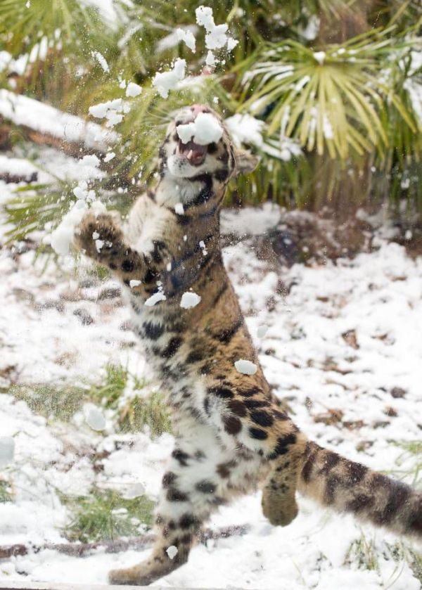 leopard playing with snow