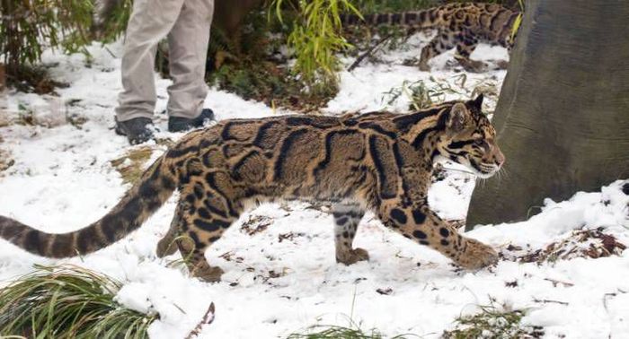 leopard playing with snow