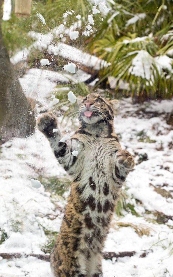 leopard playing with snow