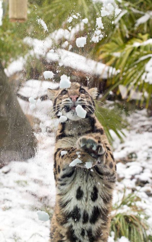 leopard playing with snow