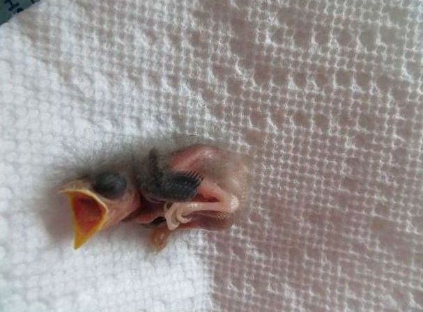 raising a baby songbird