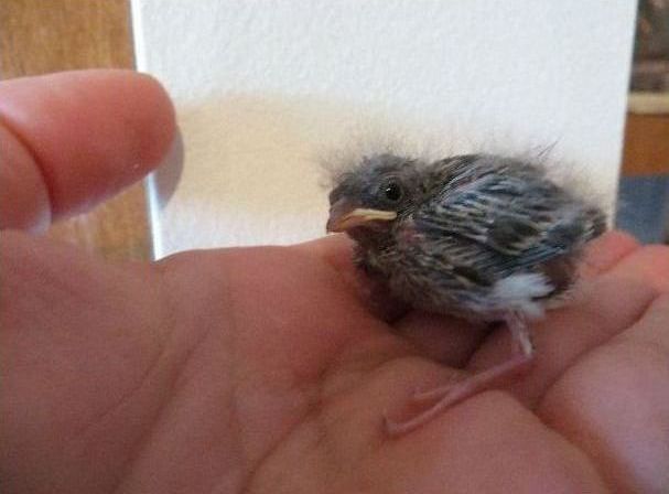 raising a baby songbird