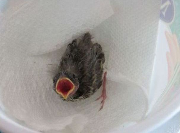 raising a baby songbird