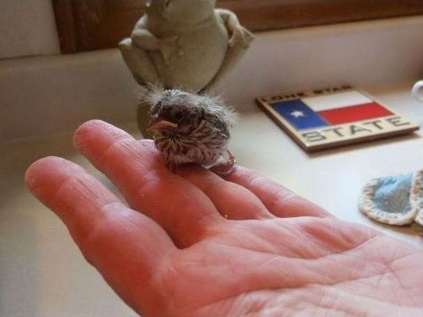 raising a baby songbird