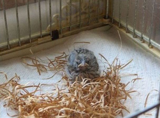 raising a baby songbird