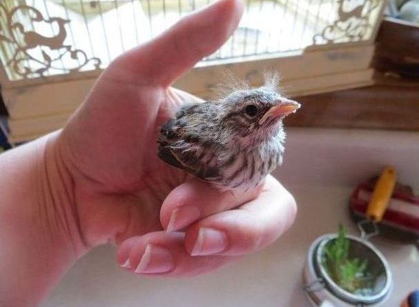 raising a baby songbird