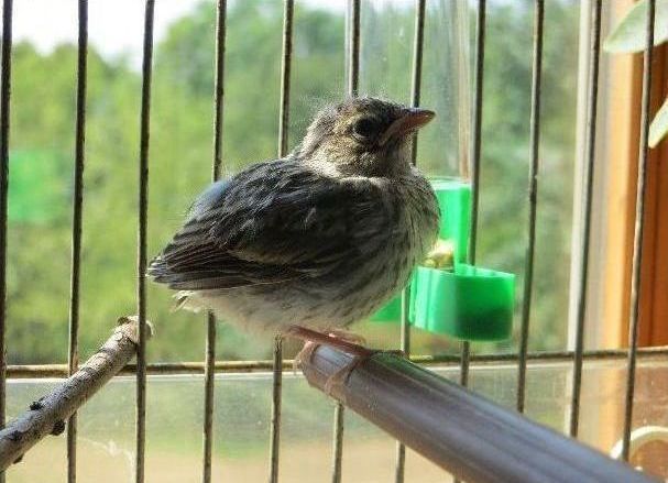 raising a baby songbird