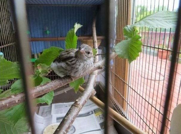 raising a baby songbird