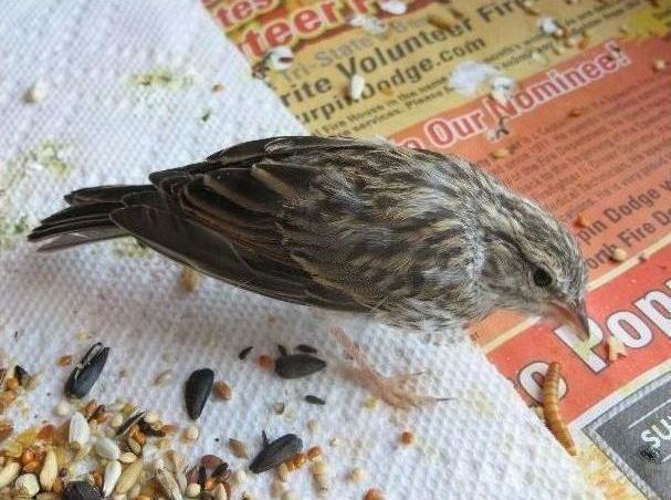 raising a baby songbird